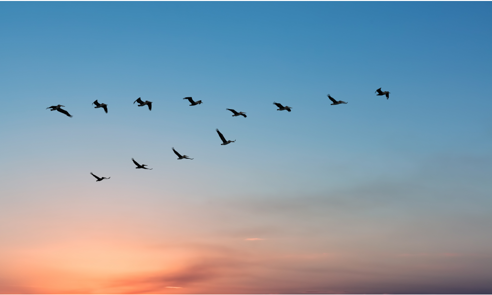 migration